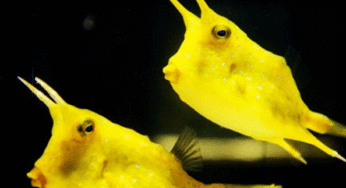 エキスポシティオープン1カ月前、ニフレルに生き物続々・・・