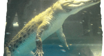 ニフレル(nifurel)にイリエワニ到着！全長3メートルで超迫力！