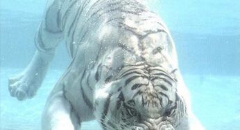 ニフレルのホワイトタイガーは迫力満点の同館シンボル