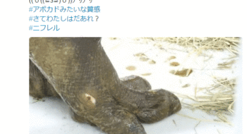 ニフレルの泳ぐミニカバはモトモトくん♥