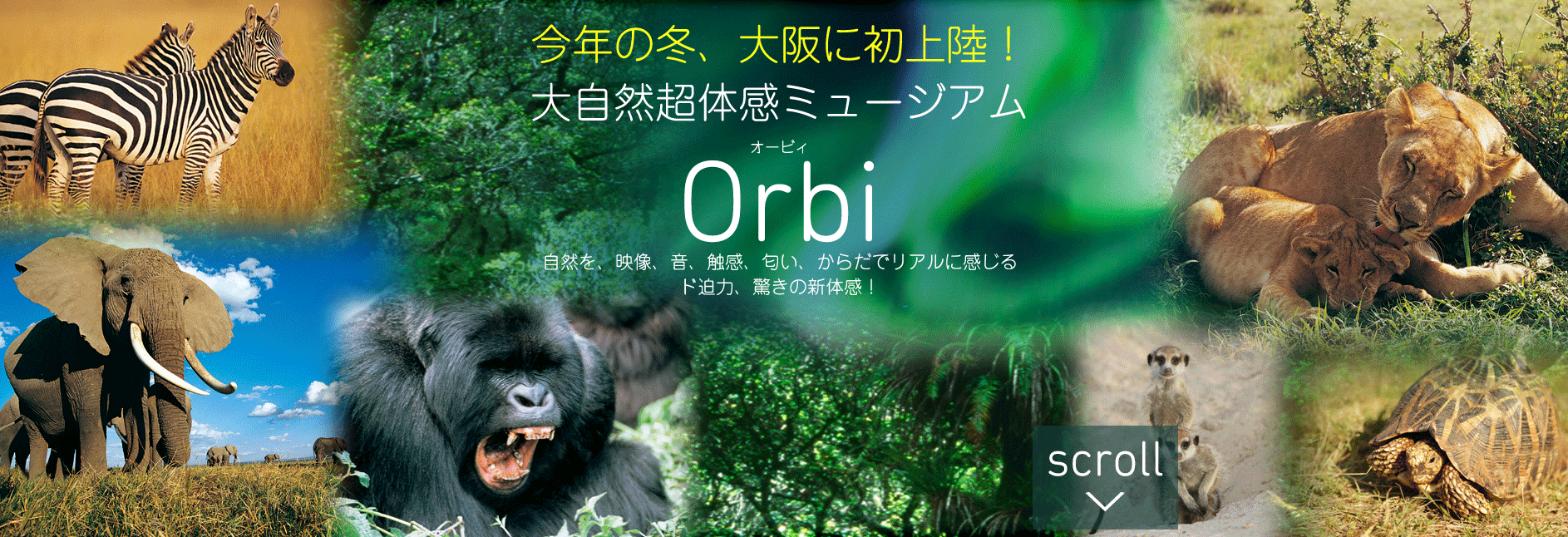 orbi04