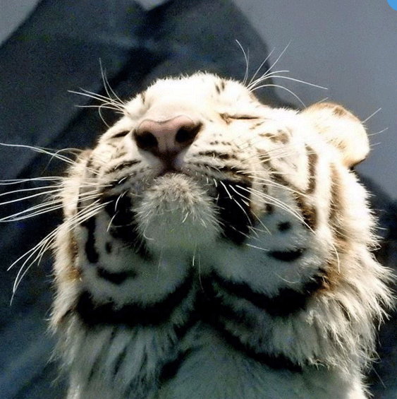 ニフレルホワイトタイガーア