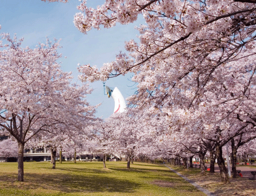 万博公園桜まつり02