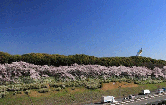 万博公園桜まつりモノレール