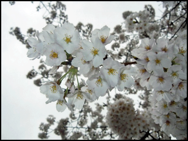 万博公園桜まつり開花状況