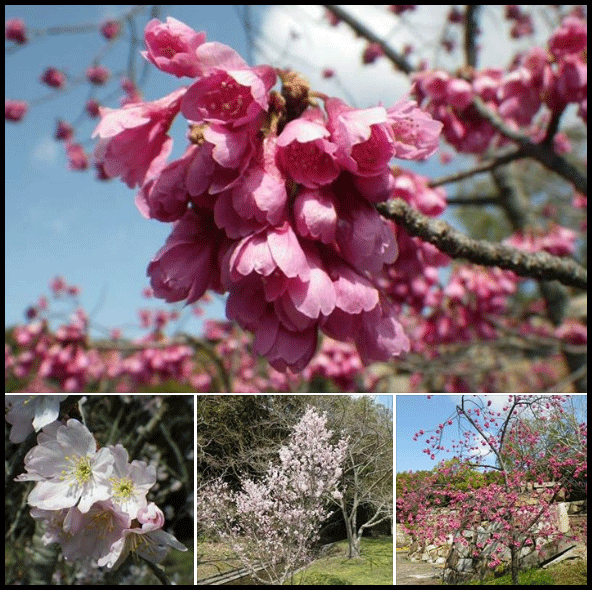 万博公園桜早咲き種類本数