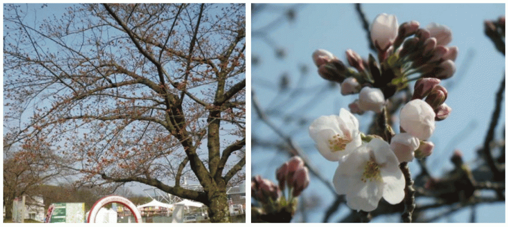 万博公園桜開花状況見頃いつ