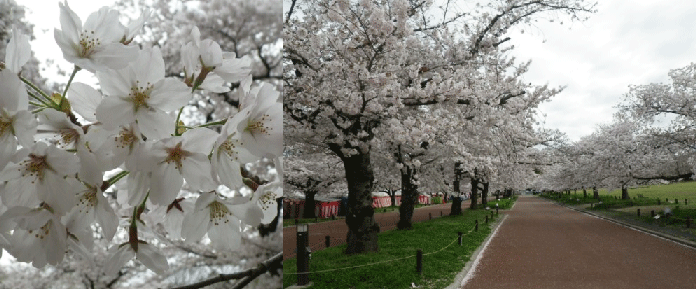 万博記念公園桜まつり
