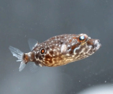 ニフレル生き物フグ赤ちゃん