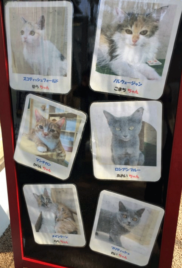 名古屋猫カフェ価格料金