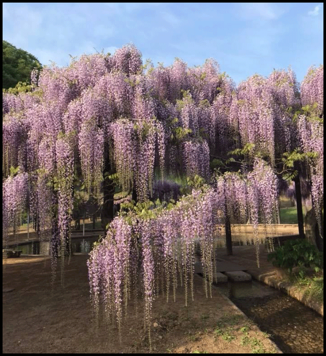白井大町藤見頃開花状況180430