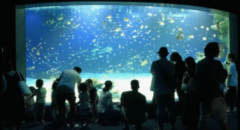 マリーナホップ水族館営業時間と口コミ評価は？