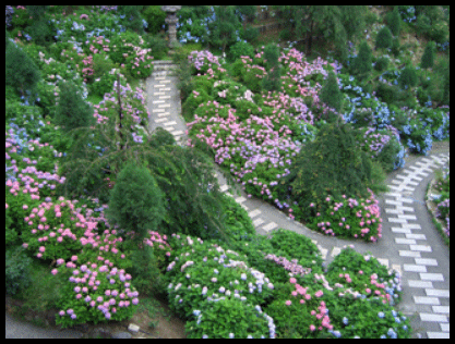 善峯寺開花情報